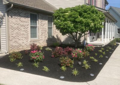 Front yard landscaping with a neatly mulched bed, small flowering shrubs and groundcover surrounding a trimmed ornamental tree beside a brick-and-vinyl house and concrete walkway